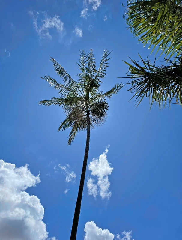 PALMEIRA 16