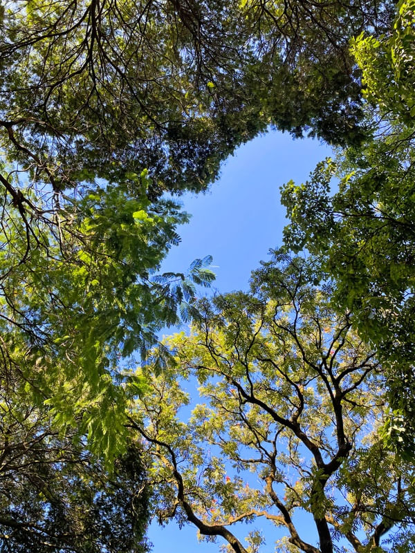 ARVORES DE CIMA 15