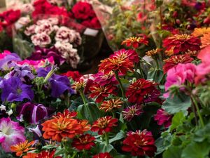 FLORES ZINNIAS NO JARDIM