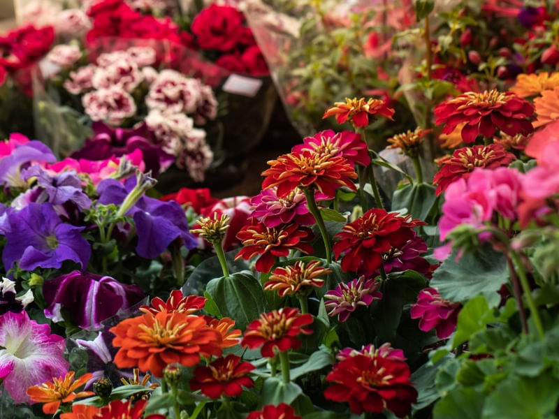 FLORES ZINNIAS NO JARDIM