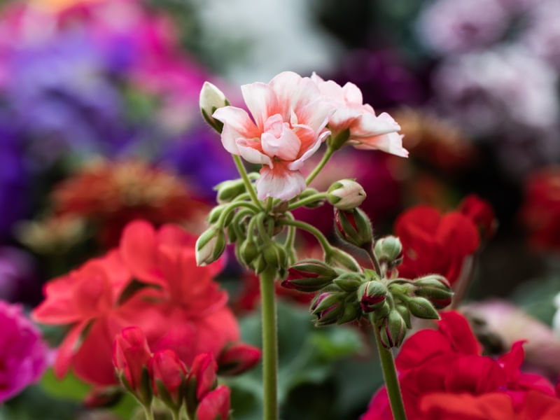GERÂNIO COR DE ROSA E FLORES AO FUNDO