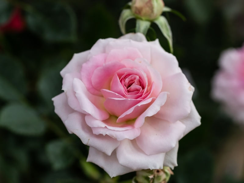ROSEIRA COR DE ROSA E FUNDO VERDE DESFOCADO