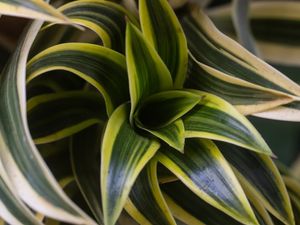 DRACENA AMARELA E VERDE