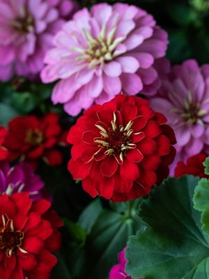 ZINNIAS NO JARDIM