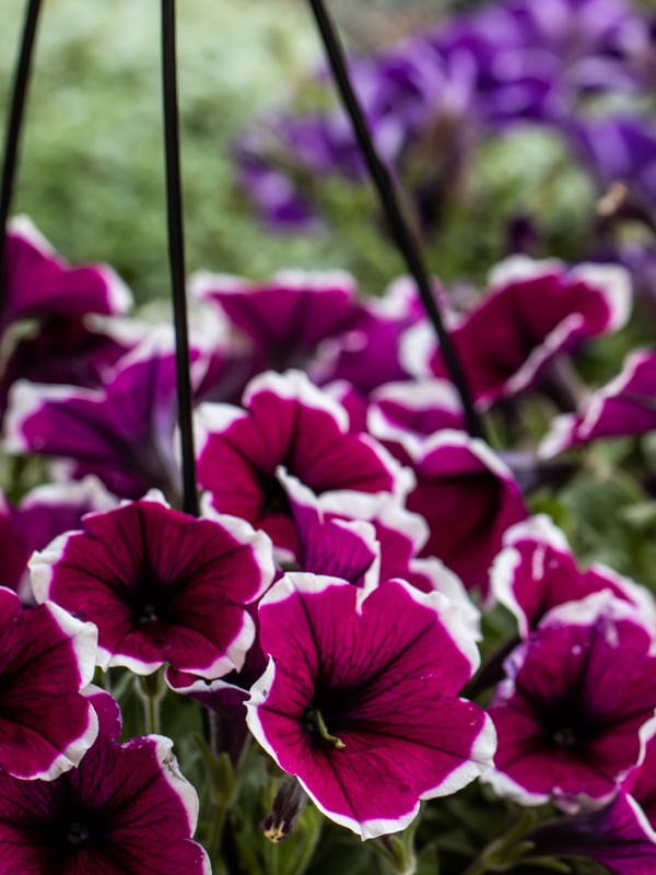 PETUNIA PINK NO JARDIM