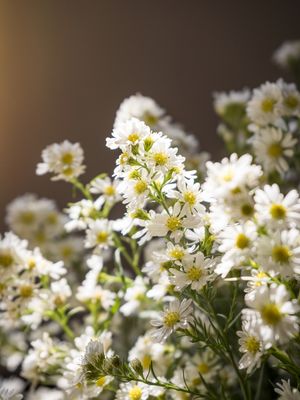 FLOR DE CAMOMILA