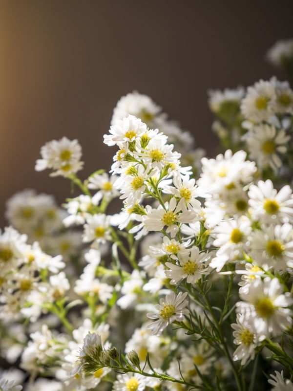 FLOR DE CAMOMILA