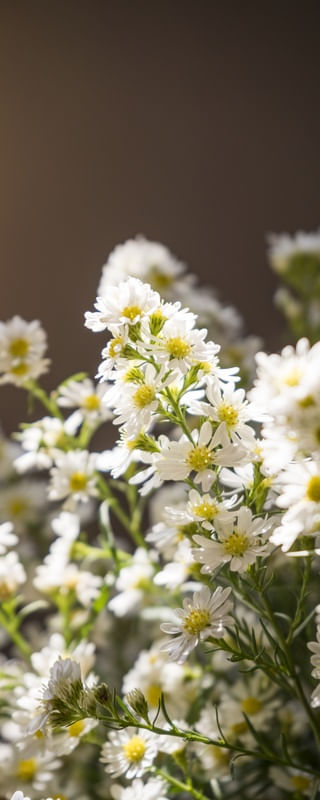 FLOR DE CAMOMILA II