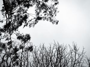 NATURAIS ESPECTADORES