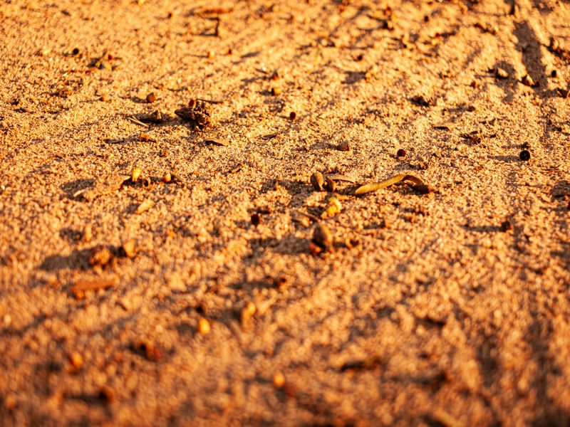 GRANULAR