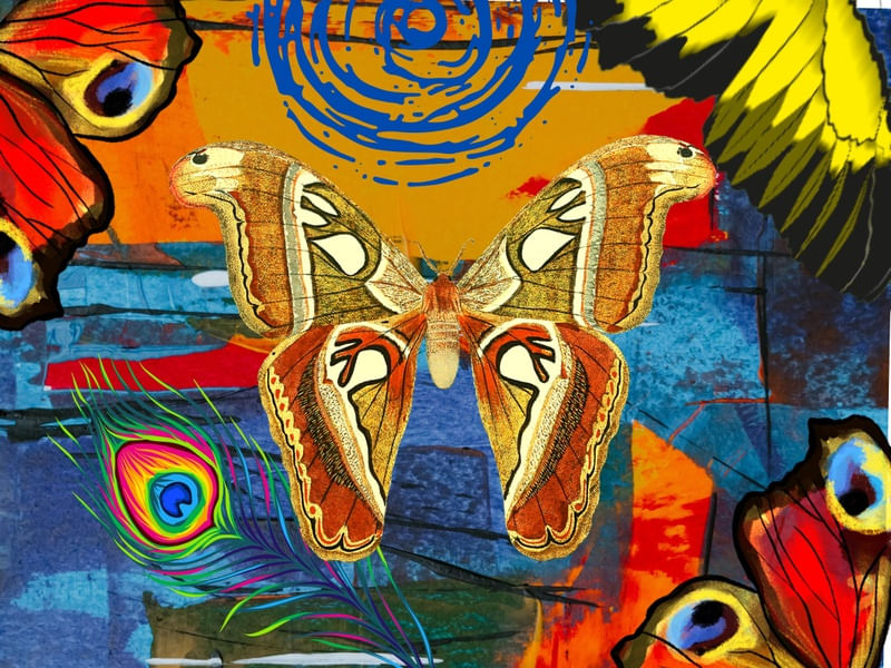 BORBOLETA EM FESTA