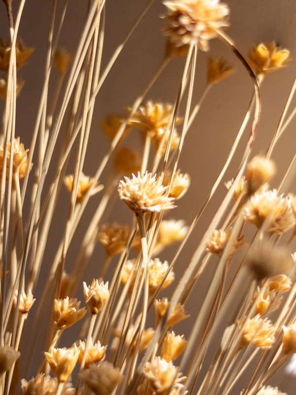NATUSECA - FLORES 2