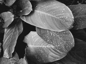 GOTAS SEM COR