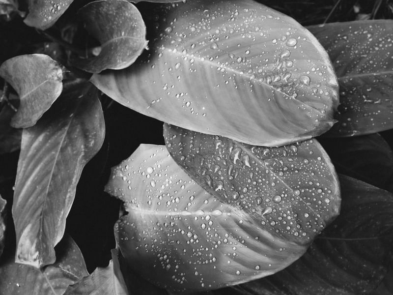 GOTAS SEM COR
