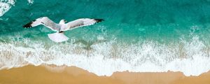 THE SEAGULL AND THE SEA