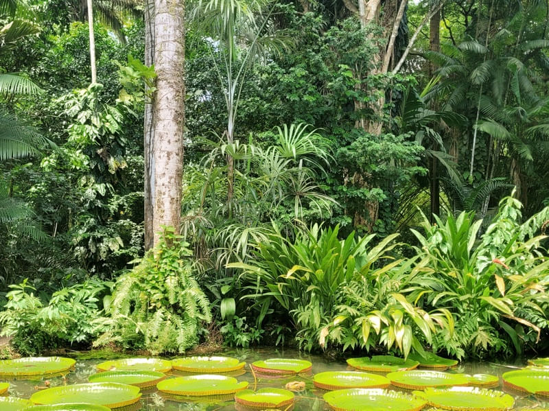 VITÓRIA RÉGIA LAGO D MUSEU E GOELDI
