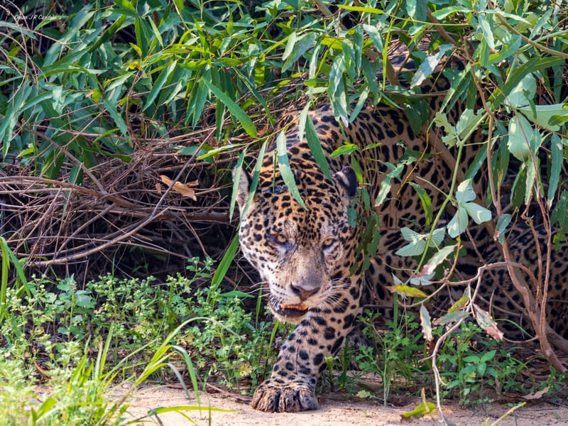 ONÇA GUAÇU NO PARQUE DO ENCONTRO DAS ÁGUAS MT