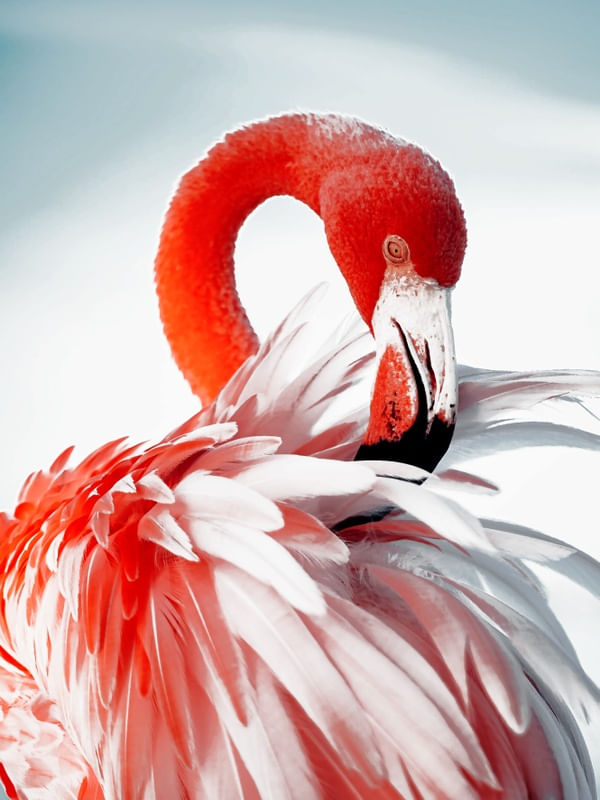 FLAMINGO URBANO 00