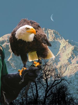 GARRAS DOS ALPES