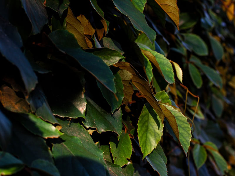 VERDE OUTONO