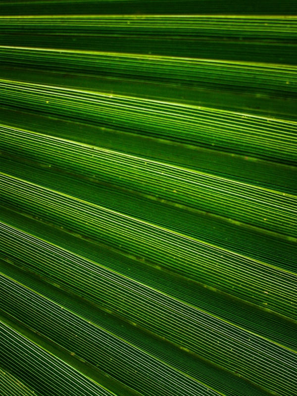 VERDE EM LINHAS