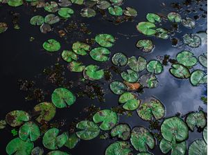 LAGO VIVO