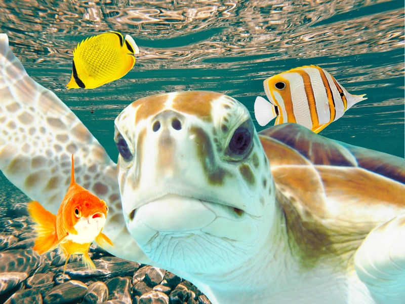 SELFIE NO MAR