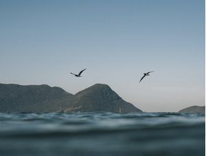 FREEBIRD