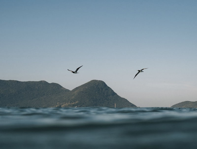 FREEBIRD