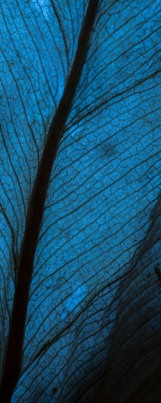 FOLHA AZUL MACRO