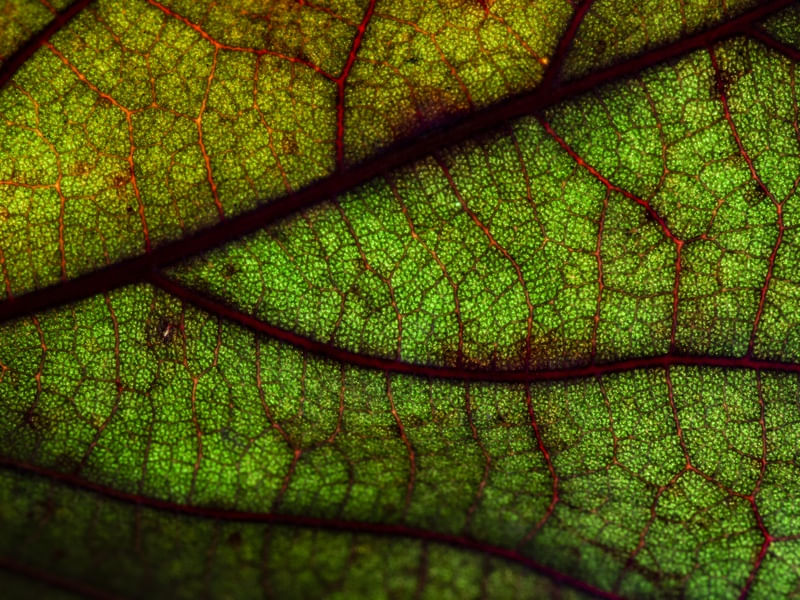 FOLHA VERDE MACRO
