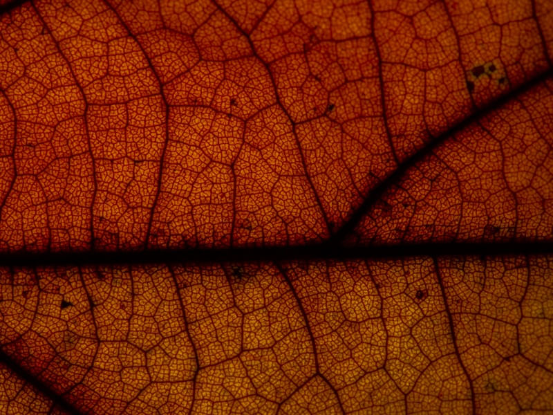 FOLHA LARANJA MACRO