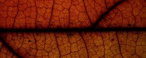 FOLHA LARANJA PANO