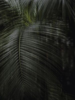 FOLHAS MOVIMENTO