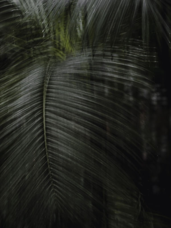 FOLHAS MOVIMENTO