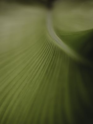 FOLHAS MOVIMENTO 01