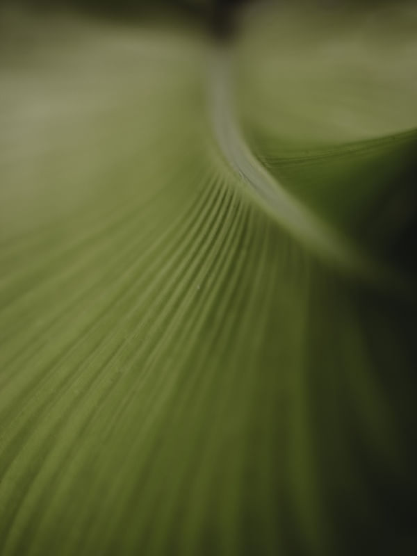 FOLHAS MOVIMENTO 01