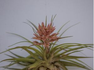 BROMELIA FLOR