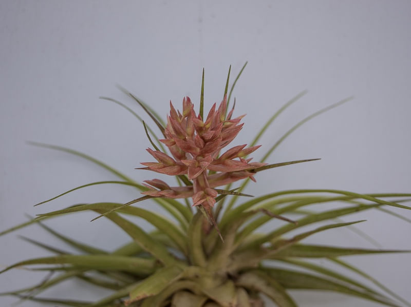 BROMELIA FLOR
