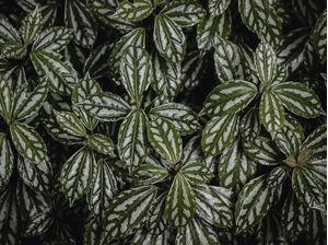 PLANTA ALUMINIO