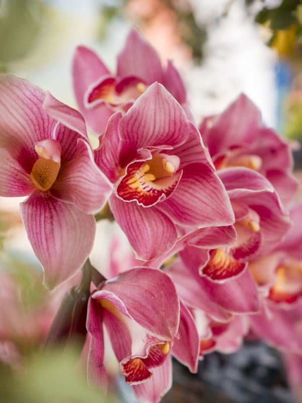 JARDIM DAS ORQUÍDEAS II