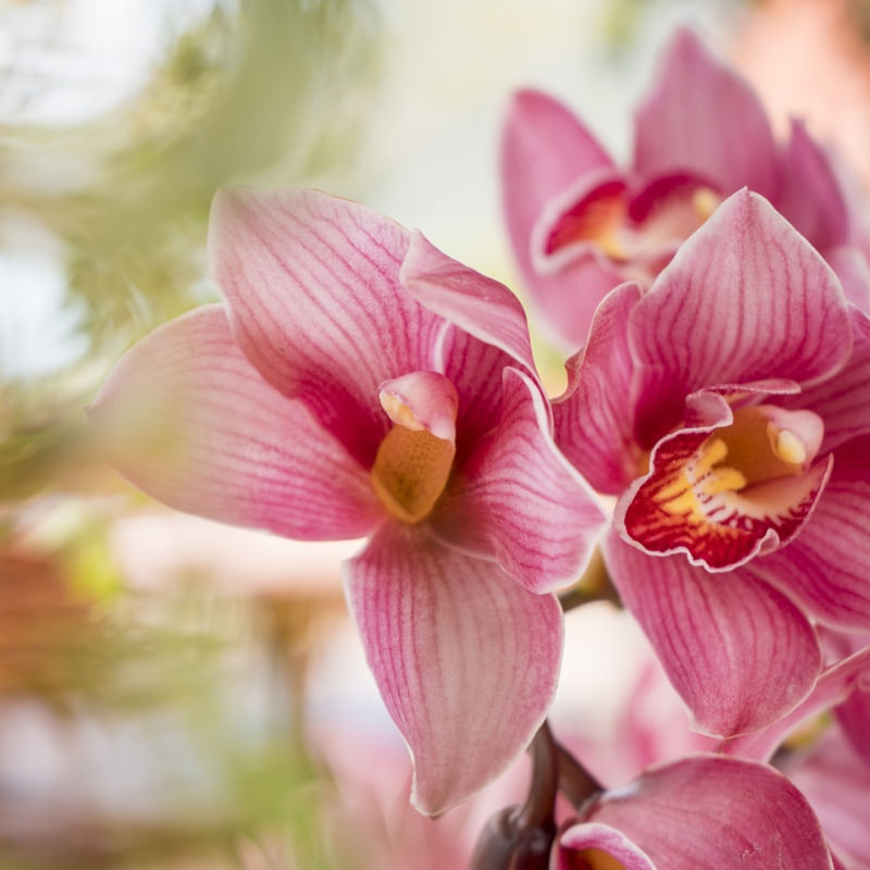 JARDIM DAS ORQUÍDEAS V - QUADRADO