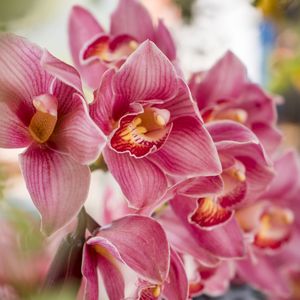 JARDIM DAS ORQUÍDEAS VI - QUADRADO
