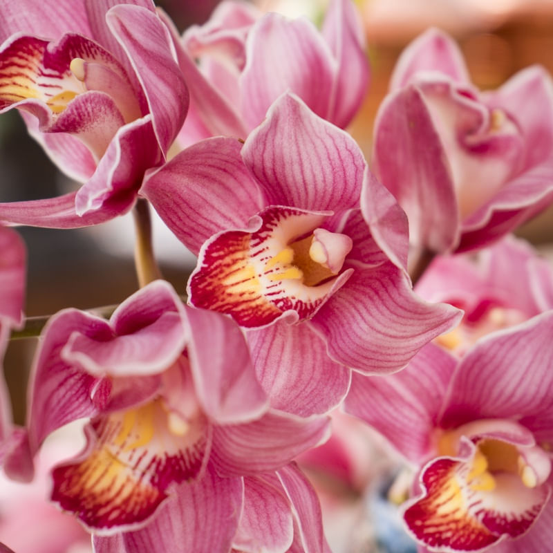 JARDIM DAS ORQUÍDEAS X - QUADRADO