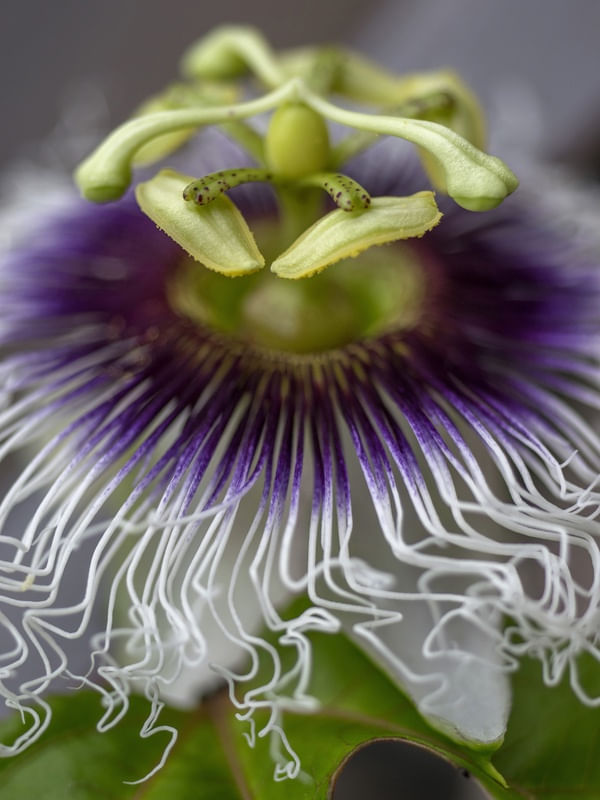 FLOR DE MARACUJÁ 01