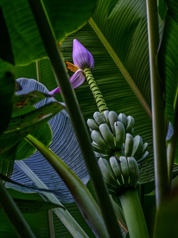 UMBIGO DE BANANEIRA