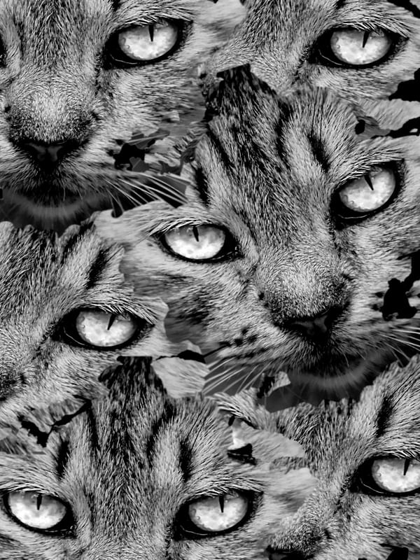 GATOS 2UA