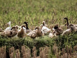 DUCKS IN UBUD