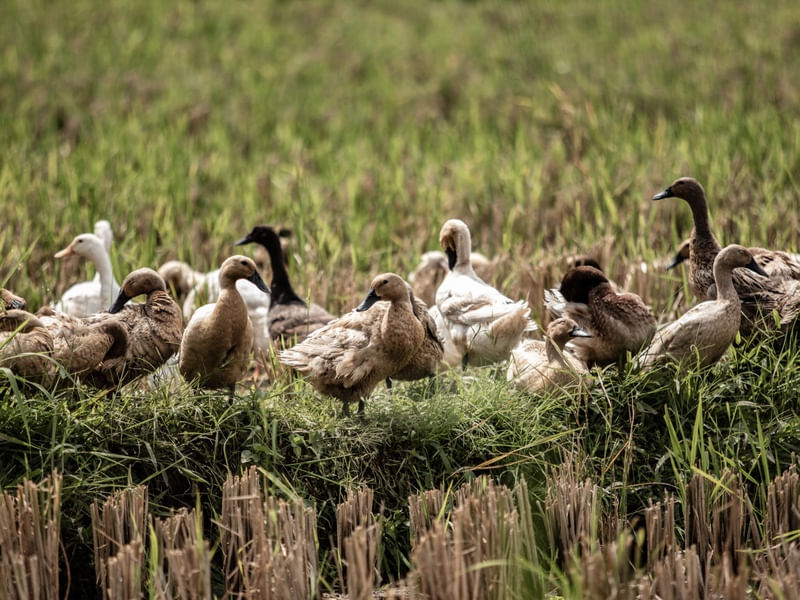 DUCKS IN UBUD