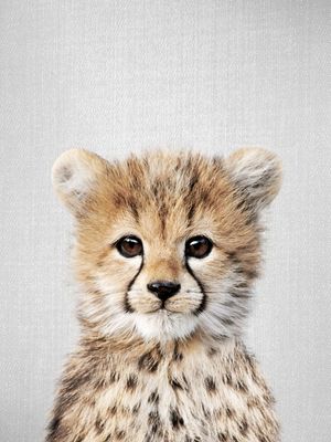 BABY CHEETAH - COLORFUL